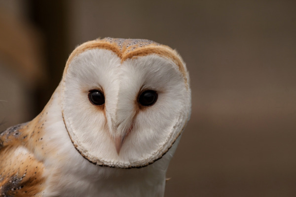 Effraie des clochers (Tyto alba) / Pixabay